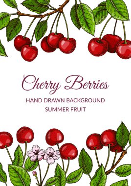 Renkli dikey kiraz tasarımı. Renkli çizim tarzında vektör illüstrasyonu