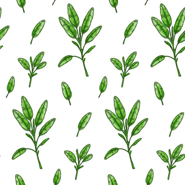 Salvia Deja Patrón Sin Costuras Verduras Dibujadas Mano Verduras Hoja — Vector de stock