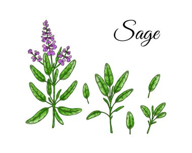 Adaçayı tasarım elementleri. El yapımı sebzeler ve sebzeler. Renkli çizim tarzında vektör illüstrasyonu