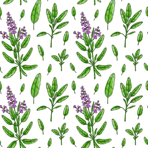 Patrón Sin Costura Con Hojas Salvia Flores Verduras Dibujadas Mano — Vector de stock