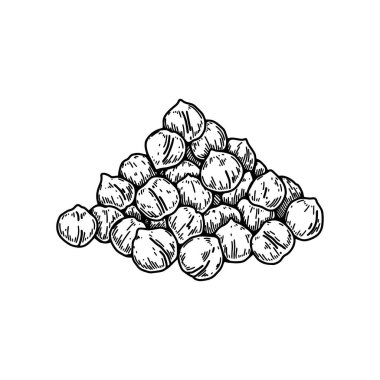 Bir avuç dolusu nohut çekirdeği. Çizim biçiminde Botanik vektör illüstrasyonu