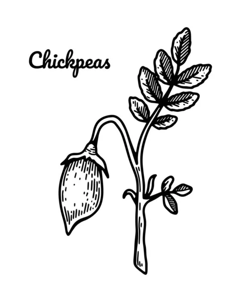 Hand Drawn Chickpeas Branch Leaves Pod Botany Vector Illustration Sketch — 스톡 벡터