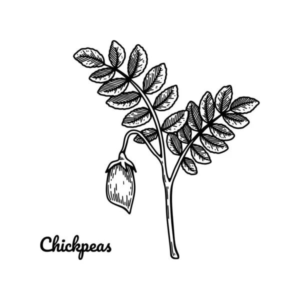 Hand Drawn Chickpeas Branch Leaves Pod Botany Vector Illustration Sketch — 스톡 벡터