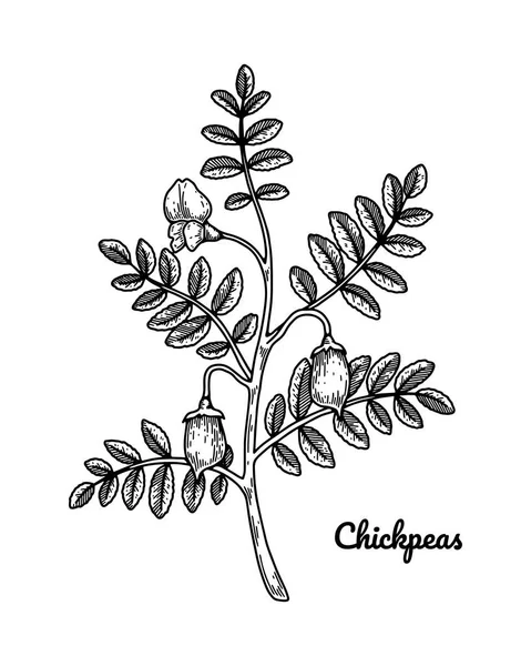 Hand Drawn Chickpeas Branch Leaves Flower Pod Botany Vector Illustration — 스톡 벡터
