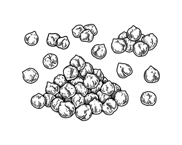 Hand Drawn Chickpeas Beans Botany Vector Illustration Sketch Style — Stock vektor