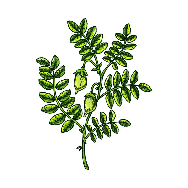 Hand Drawn Chickpeas Branch Leaves Pods Colorful Botany Vector Illustration — 스톡 벡터
