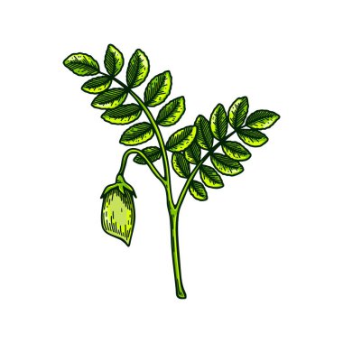Yaprakları ve kabuğu olan el yapımı nohut dalıyla. Çizim biçiminde renkli botanik vektör çizimi