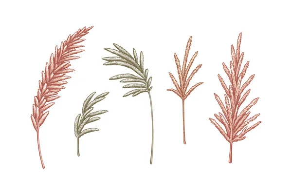 Set Pampas Grass Branches Modern Floristry Design Elements Vector Illustration — Vector de stock