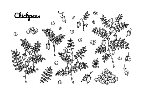 Set Chickpeas Design Elements Hand Drawn Botany Collection Vector Illustration — Stock vektor