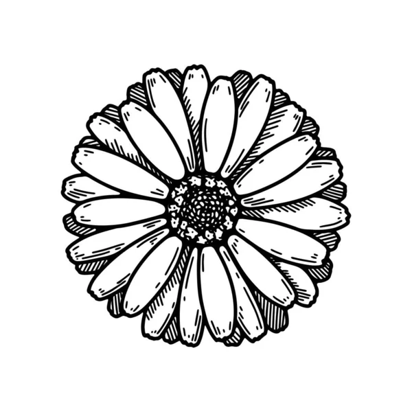 Hand drawn calendula flower. Realistic detailed botanical design element. Vector illustration in sketch stile