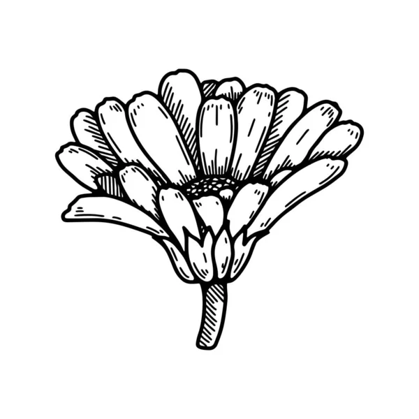 Hand Drawn Calendula Flower Realistic Detailed Botanical Design Element Vector — Stockvector