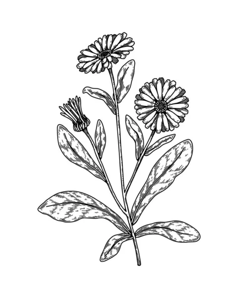 Hand Drawn Calendula Flower Realistic Detailed Botanical Design Element Vector — Stockový vektor