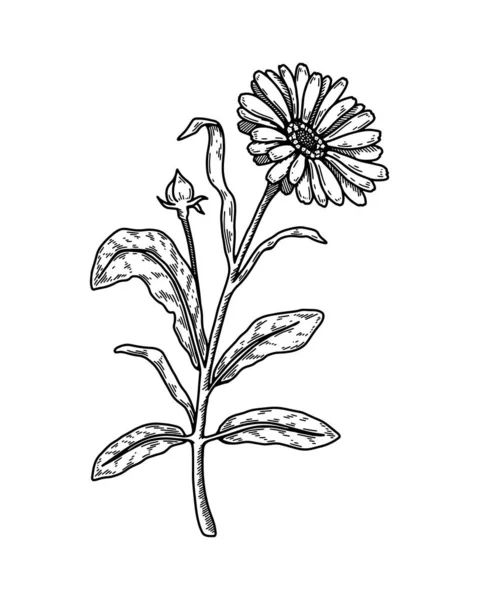 Hand Drawn Calendula Flower Realistic Detailed Botanical Design Element Vector — Vettoriale Stock