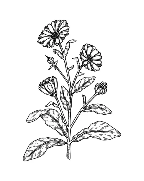 Hand Drawn Calendula Flower Realistic Detailed Botanical Design Element Vector — Stockový vektor