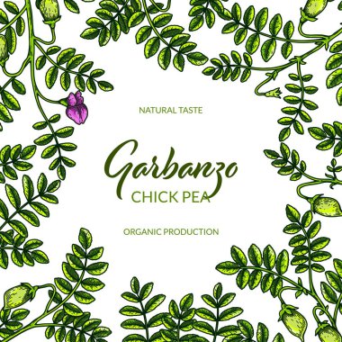 Colorful chickpeas design. Hand drawn illustration in colored sketch style. Botany template for packaging, banner, poster