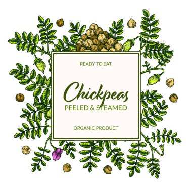 Colorful chickpeas frame. Hand drawn illustration in colored sketch style. Botany design for packaging, label, banner, logo
