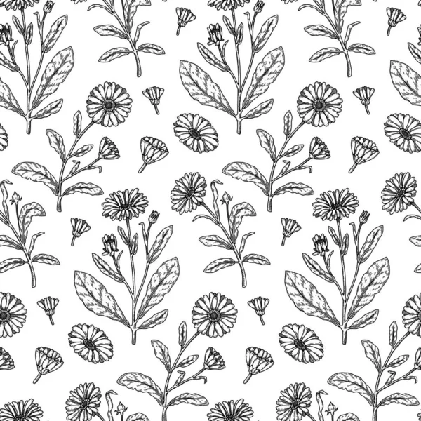Hand drawn calendula seamless pattern. Medicinal plant botany design. Vector illustration in sketch style 