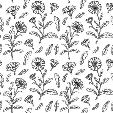Hand drawn calendula seamless pattern. Medicinal plant botany design. Vector illustration in sketch style 