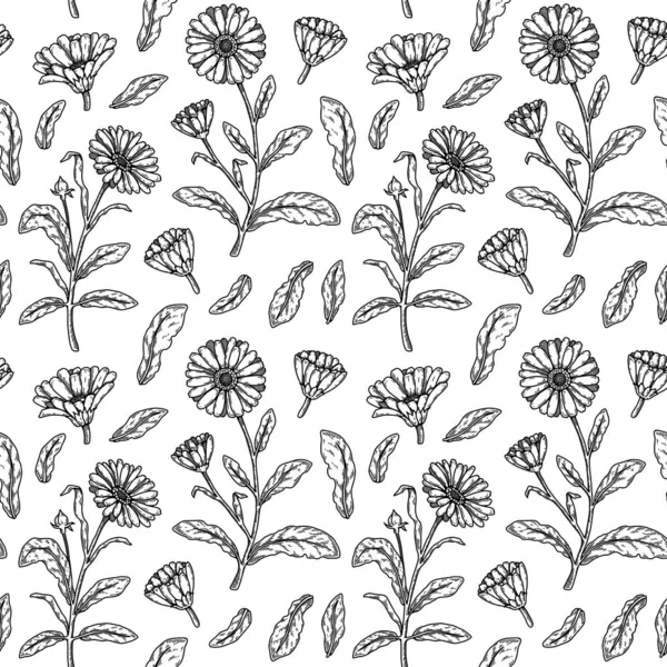 Hand Drawn Calendula Seamless Pattern Medicinal Plant Botany Design Vector — Vector de stock