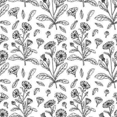 Hand drawn calendula seamless pattern. Medicinal plant botany design. Vector illustration in sketch style 