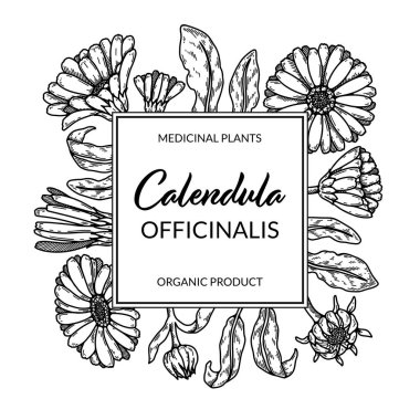 Calendula frame with hand drawn elements. Vector illustration in sketch style. Vintage packaging design