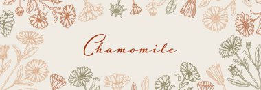 Chamomile horizontal packaging design with hand drawn elements. Vector illustration in sketch style