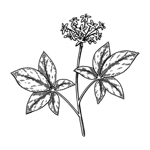 白地に葉が孤立した野生の高麗人参の花を手描き パッケージ 科学記事のデザインのためのスケッチスタイルの植物ベクトルイラスト — ストックベクタ