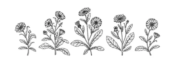 Set Hand Drawn Calendula Flowers Vector Illustration Sketch Stile Realistic — Vetor de Stock