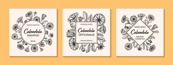 Ensemble Cadres Calendula Avec Éléments Dessinés Main Illustration Vectorielle Style — Image vectorielle