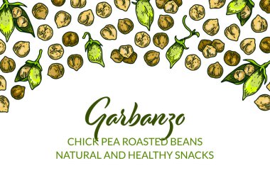 Renkli yatay nohut tasarımı. Renkli çizim tarzında el çizimi çizimi. Paketleme, etiket, pankart, poster için botanik tasarımı