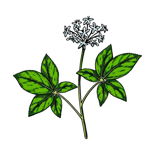 Handgezeichnete Wilde Ginseng Blume Mit Isolierten Blättern Auf Weißem Hintergrund — Stockvektor