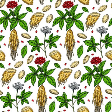 Renkli El, ginseng desensiz çizilmiş. Robot resim tarzında vektör illüstrasyonu. Tıbbi bitki geçmişi. Botanik tasarımı