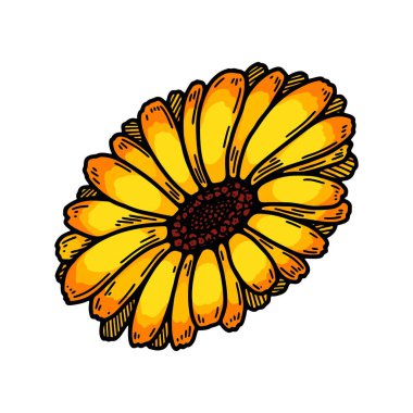 El çizimi takvim çiçeği bitkisi beyaz arka planda izole edilmiş. Renkli çizim tarzında vektör illüstrasyonu. Botanik tasarım ögesi