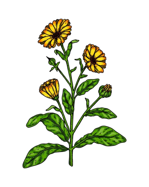 Pianta Fiore Calendula Disegnata Mano Isolata Sfondo Bianco Illustrazione Vettoriale — Vettoriale Stock