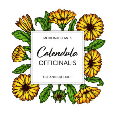 Calendula frame with hand drawn elements. Vector illustration in sketch style. Vintage packaging design