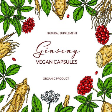 Ginseng renkli kare tasarımı. Robot resim biçiminde el çizimi botanik vektör çizimi.