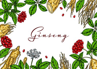 Ginseng renkli yatay tasarım. Çizim tarzında el çizimi botanik vektör çizimi. Paketleme, etiket, rozet için kullanılabilir. Bitkisel ilaçlar.