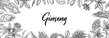 Ginseng yatay tasarımı. Çizim tarzında el çizimi botanik vektör çizimi. Paketleme, etiket, rozet için kullanılabilir. Bitkisel tıp geçmişi