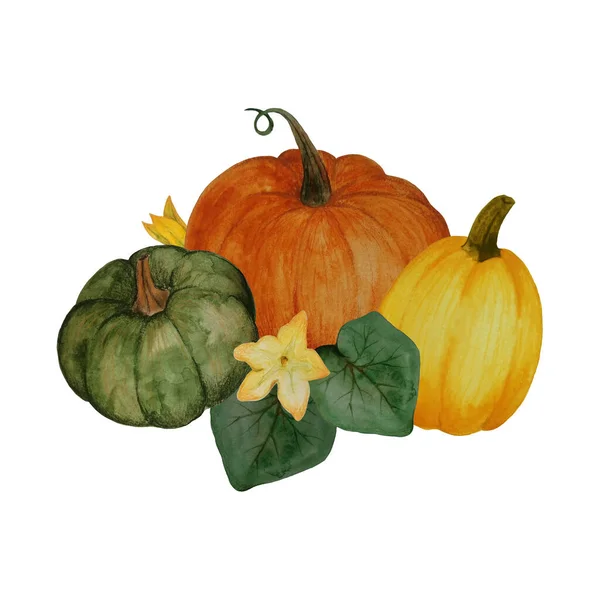 Briefkaart met aquarelpompoenen. Herfst stilleven van groenten op een witte achtergrond. Afzonderlijke voorwerpen. — Stockfoto