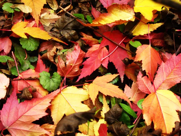 Bright autumn leaves banner for social networks — Stock Photo, Image