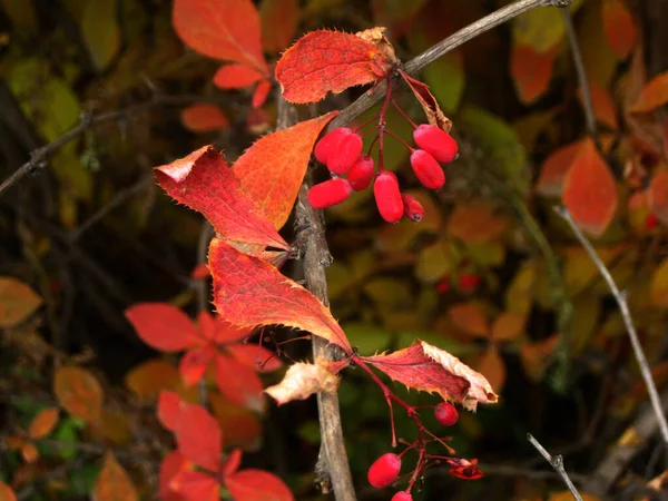 Autumn. Red and yellow leaves. Maple. Red berries. Background. — Stock Photo, Image