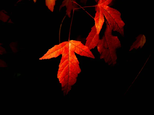 ฤดูใบไม้ร่วง ใบสีแดงและสีเหลือง เมเปิ้ล แดงเบอร์รี่ พื้นหลัง . — ภาพถ่ายสต็อก