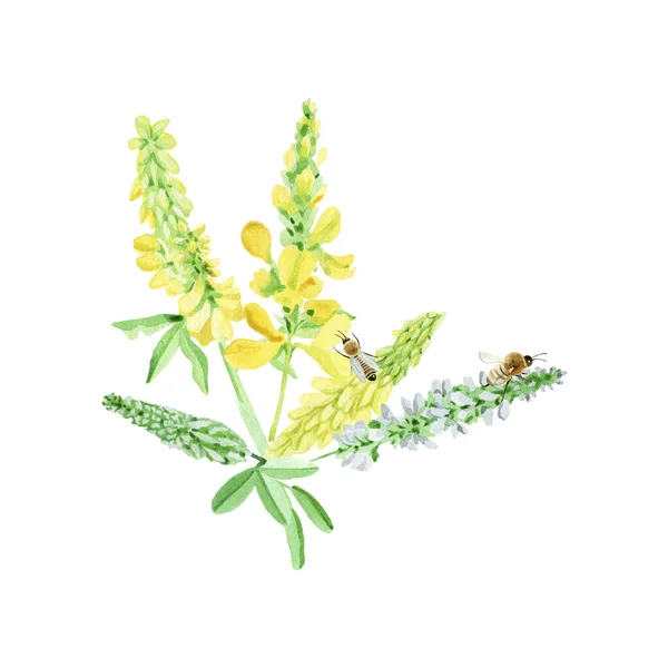 Медовые растения Клевер Пчелы производят медовые акварельные иллюстрации вручную — стоковое фото