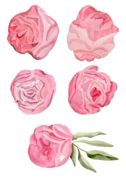Μπουμπούκια από παιώνιες ακουαρέλα με το χέρι σκίτσο ρομαντικό μοντέρνα κομψά ροζ λουλούδια — Φωτογραφία Αρχείου