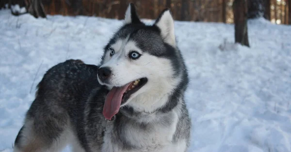 Husky perro con ojos azules en el bosque de invierno nieve — Foto de Stock