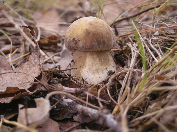 Pequeno cogumelo — Fotografia de Stock