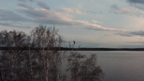 Luchtfoto van vogels op een boom op een eiland in het centrum van het meer — Stockvideo
