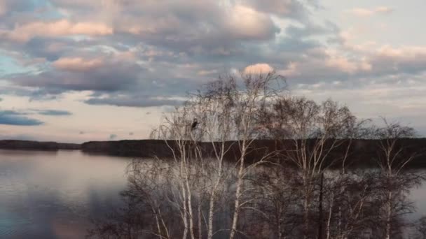 Gölün ortasındaki bir adadaki ağaçtaki kuşların hava görüntüsü. — Stok video