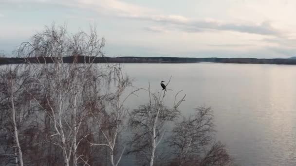 Вид з повітря на дерево на острові в центрі озера — стокове відео