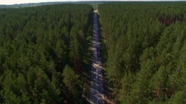 Bir kamyon ormanda bir yolda gidiyor.